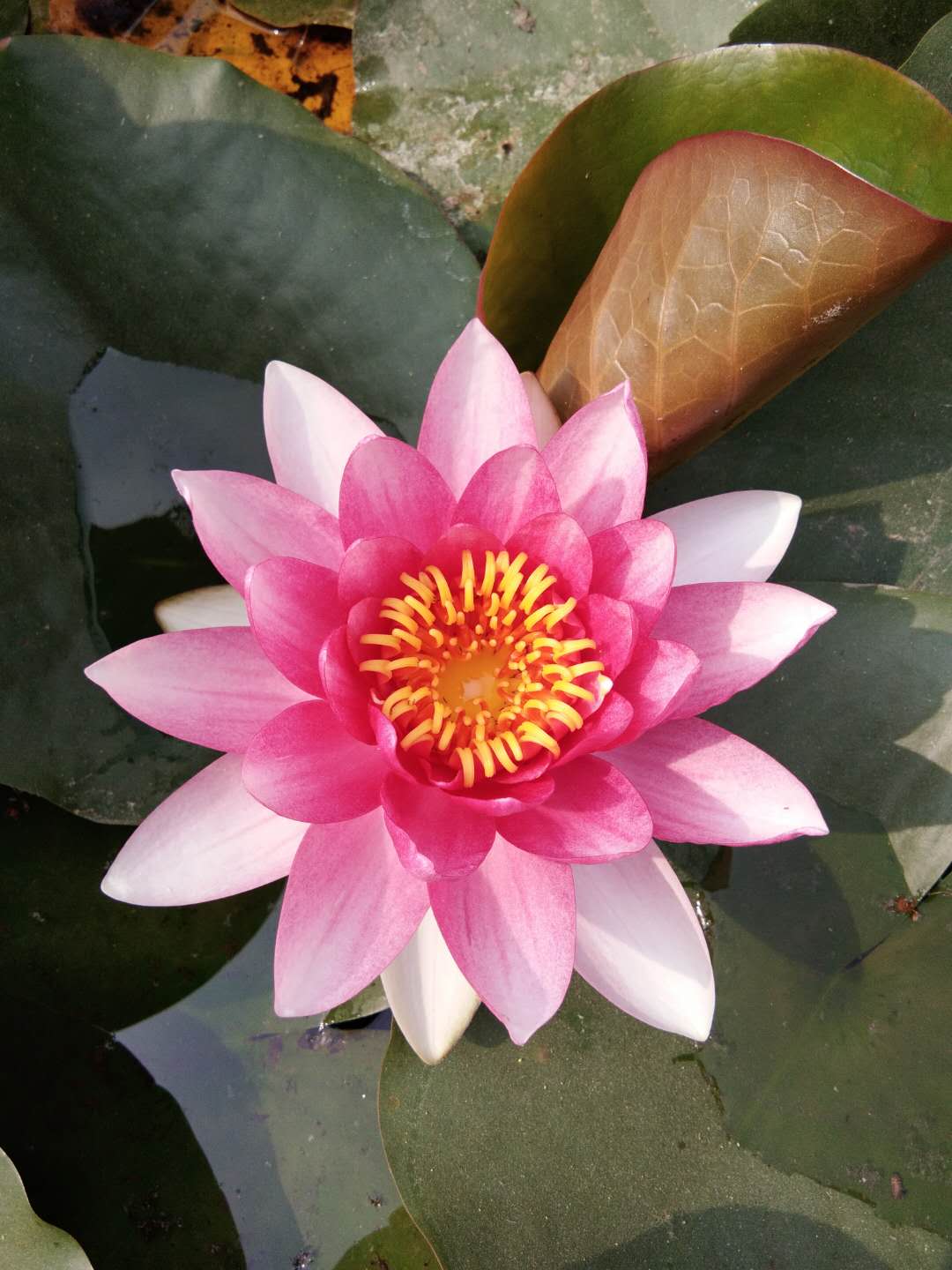 webwxgetmsgimg (1).jpg